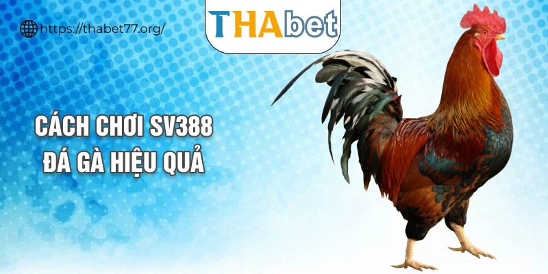 Cách chơi SV388 đá gà hiệu quả