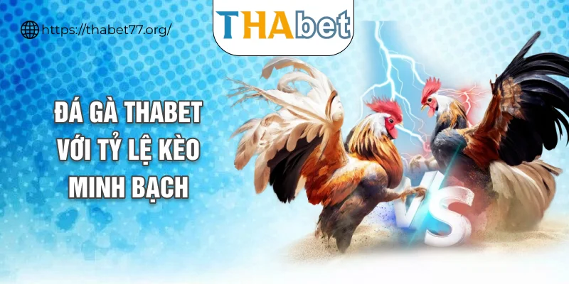 Đá gà THABET với tỷ lệ kèo minh bạch