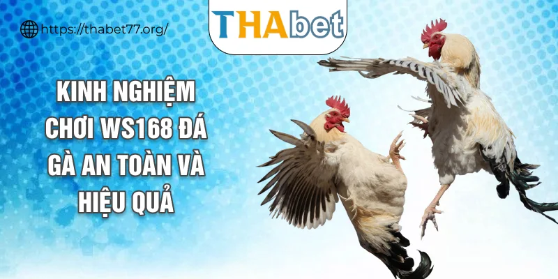 Kinh nghiệm chơi WS168 đá gà an toàn và hiệu quả