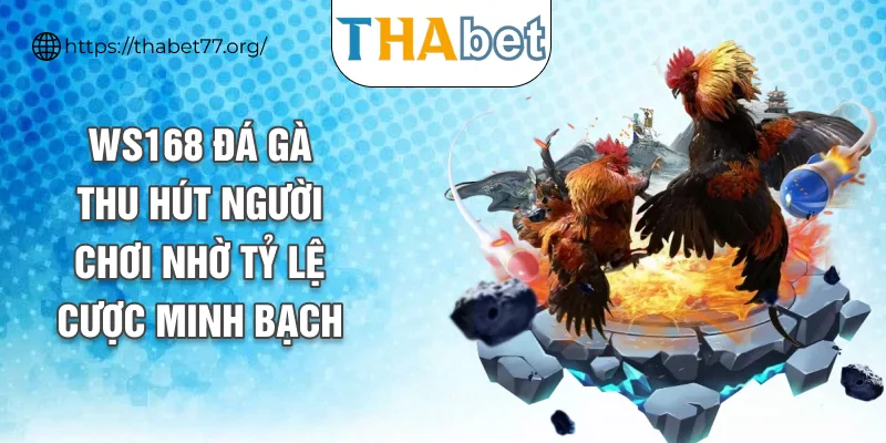 WS168 đá gà thu hút người chơi nhờ tỷ lệ cược minh bạch