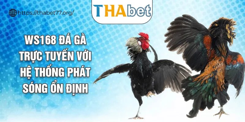 WS168 đá gà trực tuyến với hệ thống phát sóng ổn định